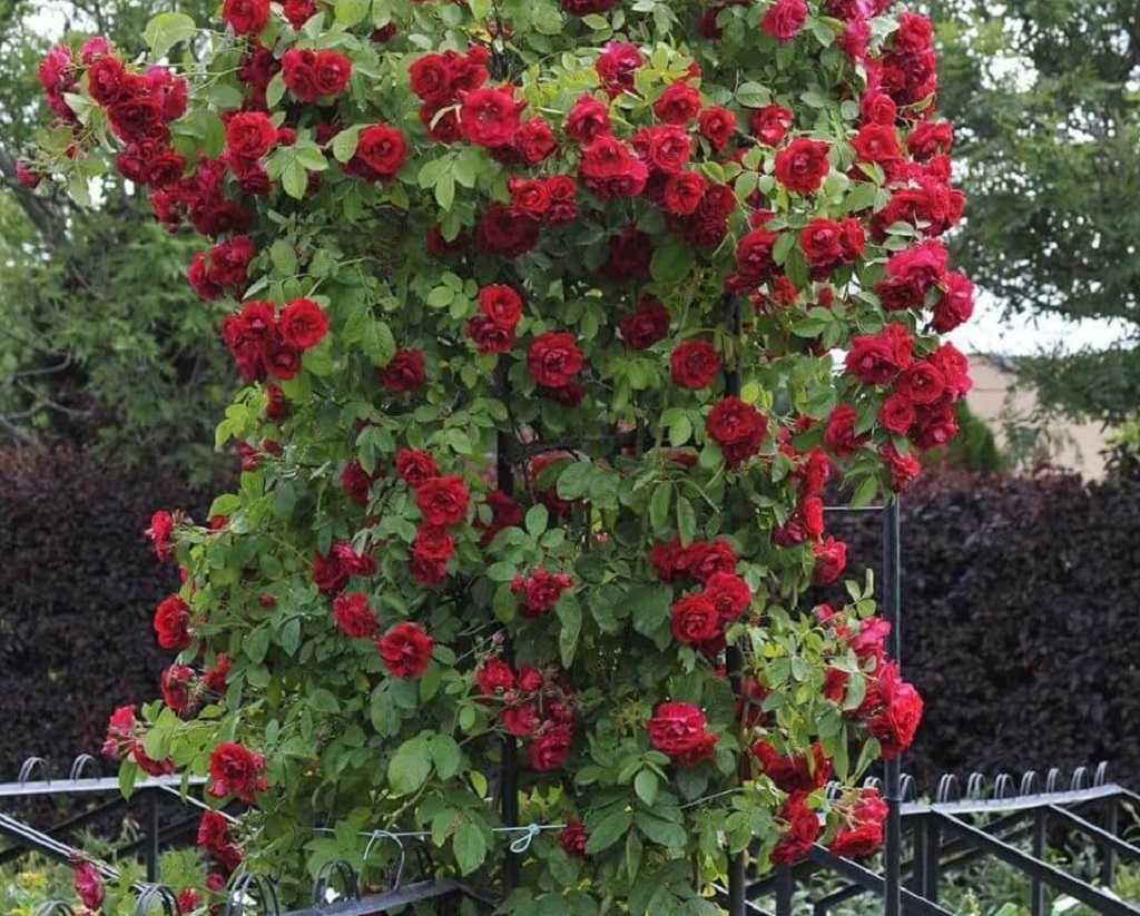 Famous Roses